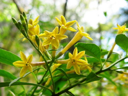 گل محبوبه شب